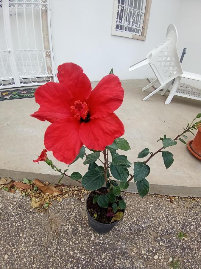 Hibiscus Siracusa Сиракузы Экстерьер фото